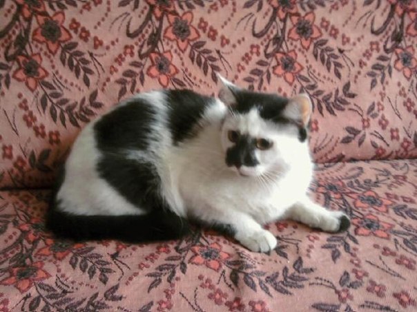 Владимир Рыбалко | Петрозаводск