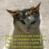 Аватар: Алексей Чернодед