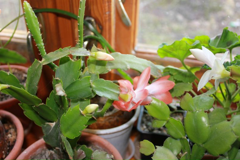 Лилия Гоменюк | Вышгород