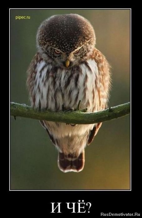 Анна Манохина | 