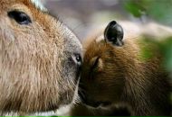 №6 Евген Капибар 23.05.1988: профиль, фото, статус - ВКонтакте №6 Евген Капибар 23.05.1988: профиль, фото, статус - ВКонтакте