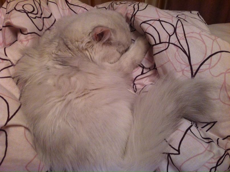 №102, Анна Короткова, Москва №102, Анна Короткова, Москва