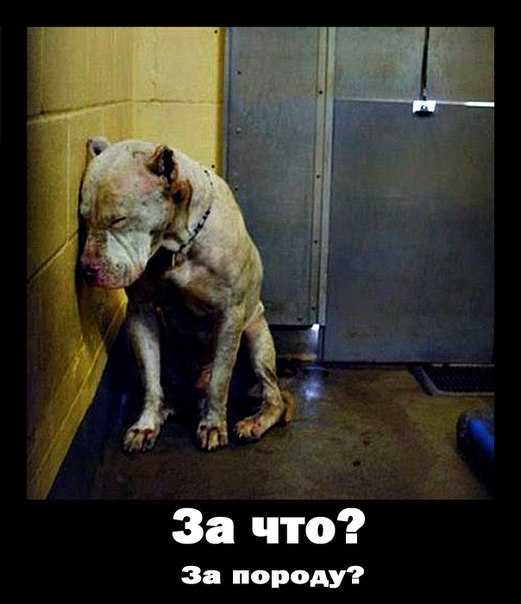 Андрій Павлів | Ивано-Франковск