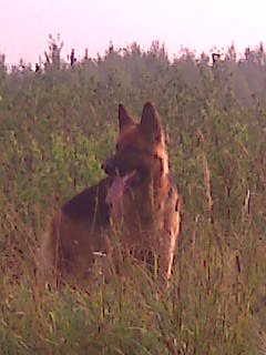 Анна Серова | Вологда