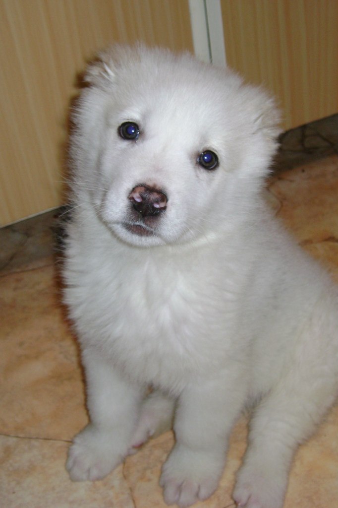 Елена Симонова | Тверь