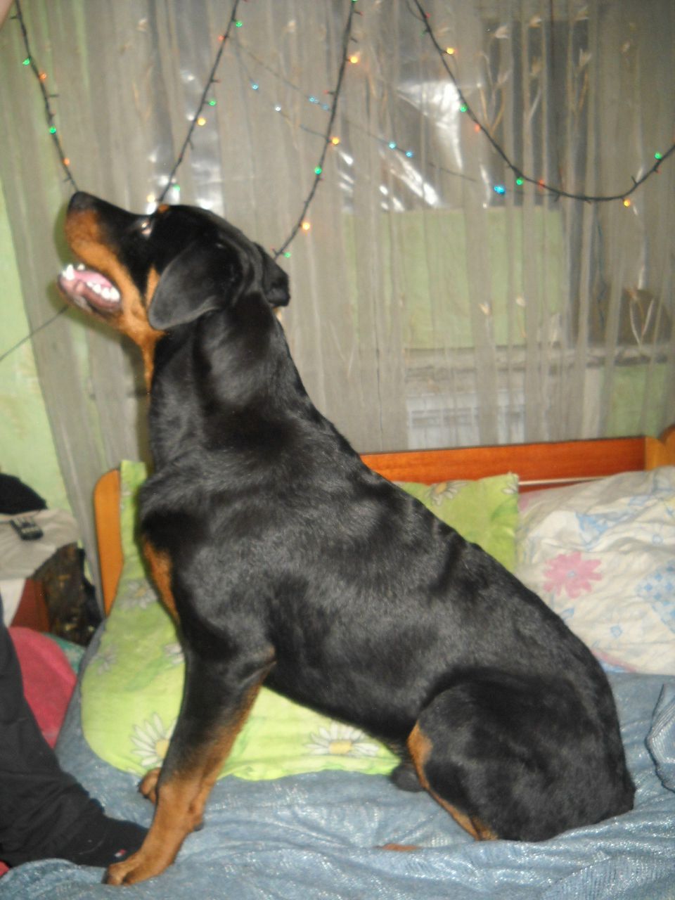 Александр Мизюк | Селидово