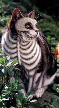 №159, Евгений Танасиенко, Кропивницкий / Кировоград №159, Евгений Танасиенко, Кропивницкий / Кировоград