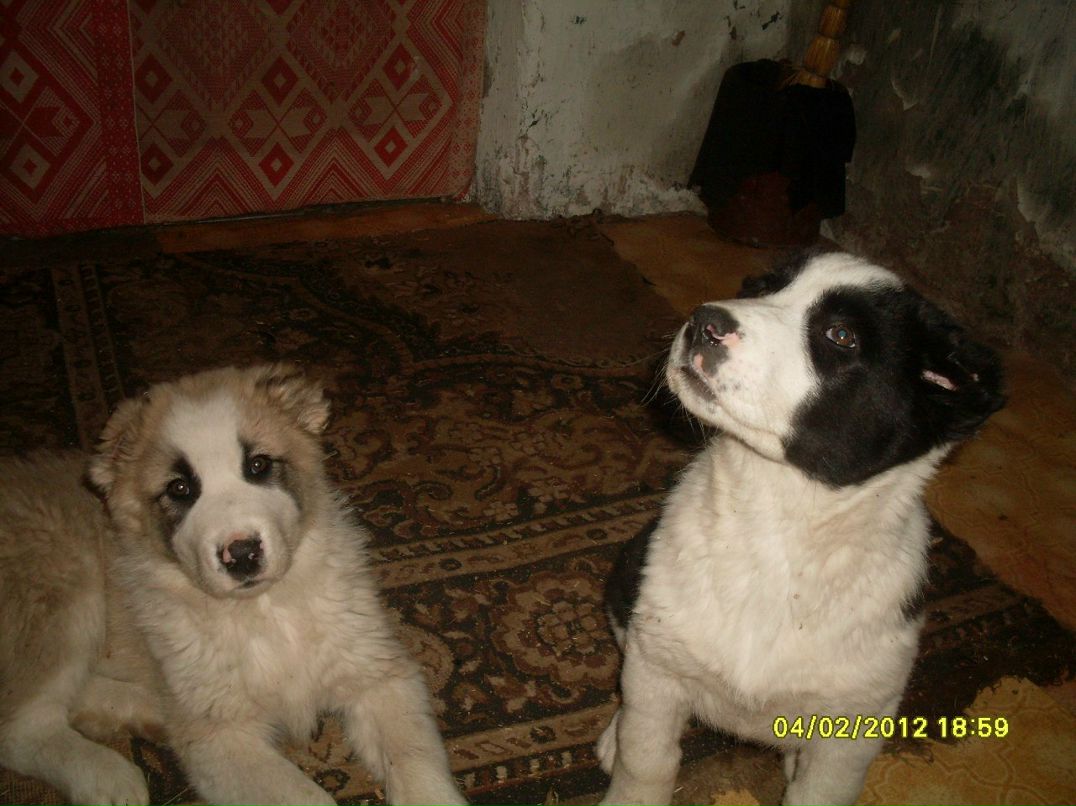 Петр Давыдов | Бижбуляк