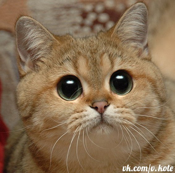 Евгения Айдарова | 