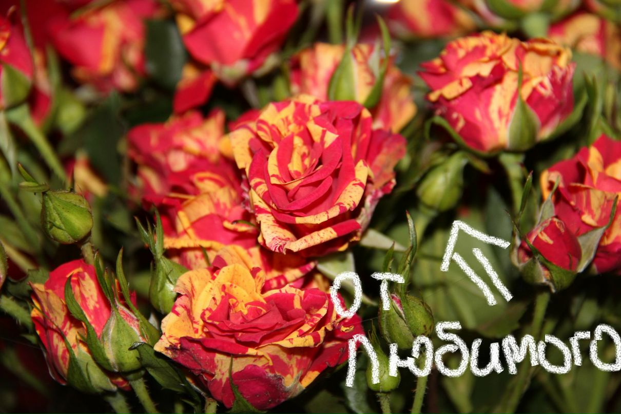 Кристина Шутова | Димитровград