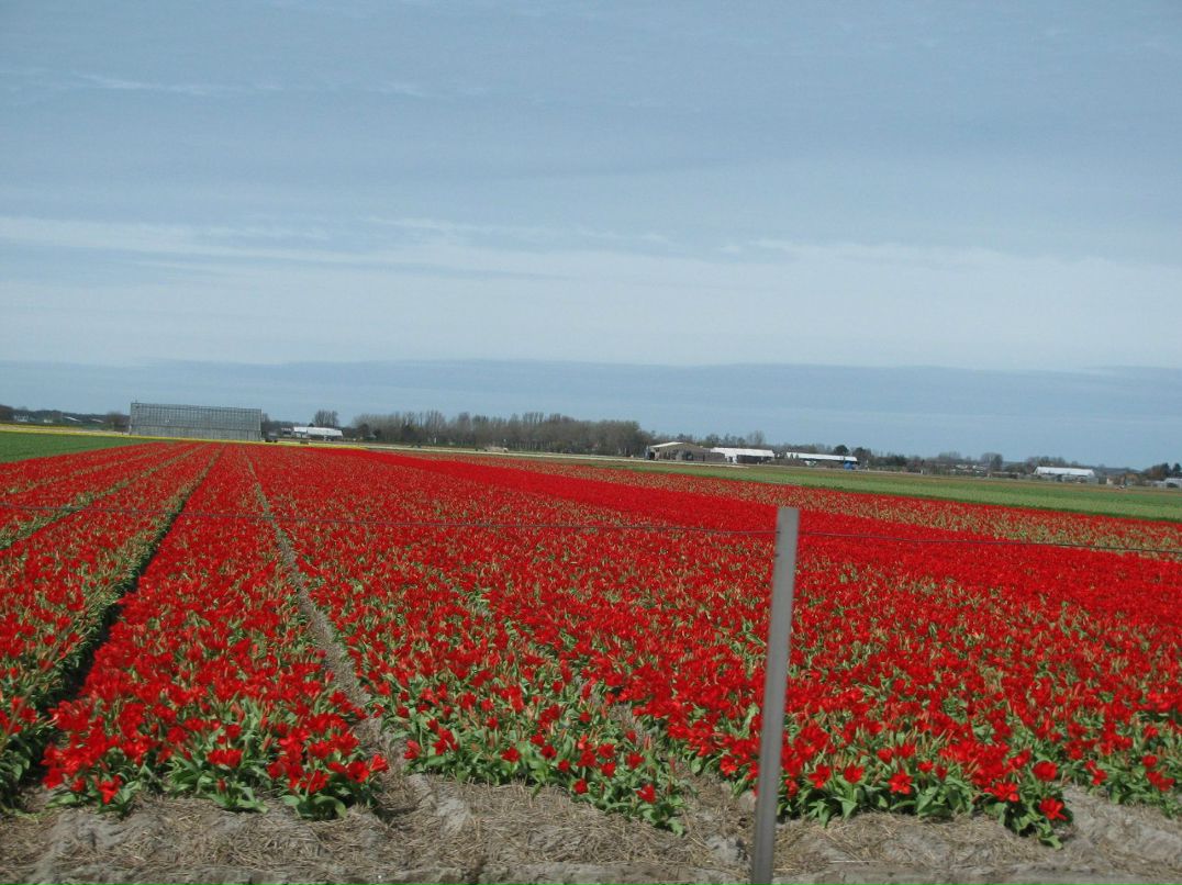 Светлана Антоновская | Санкт-Петербург