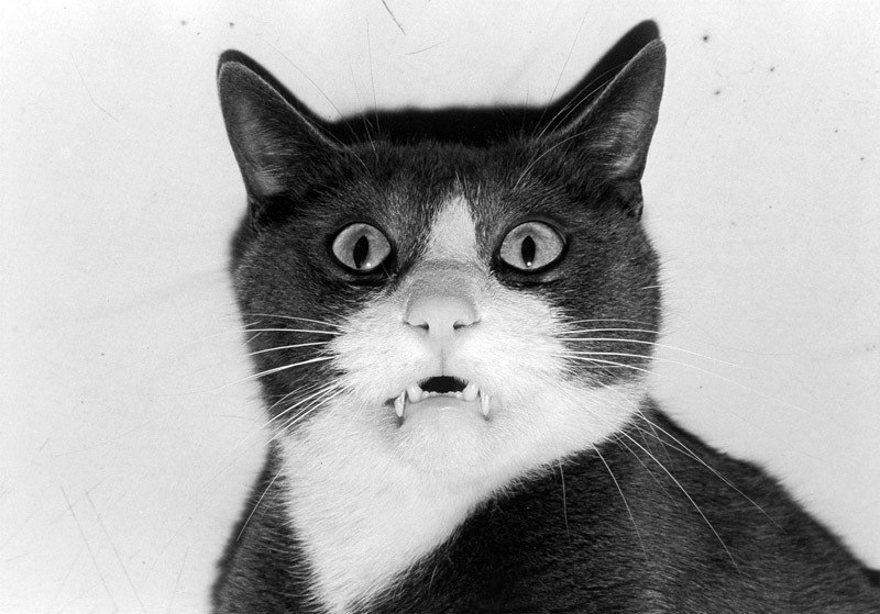 Валерий Царь | 