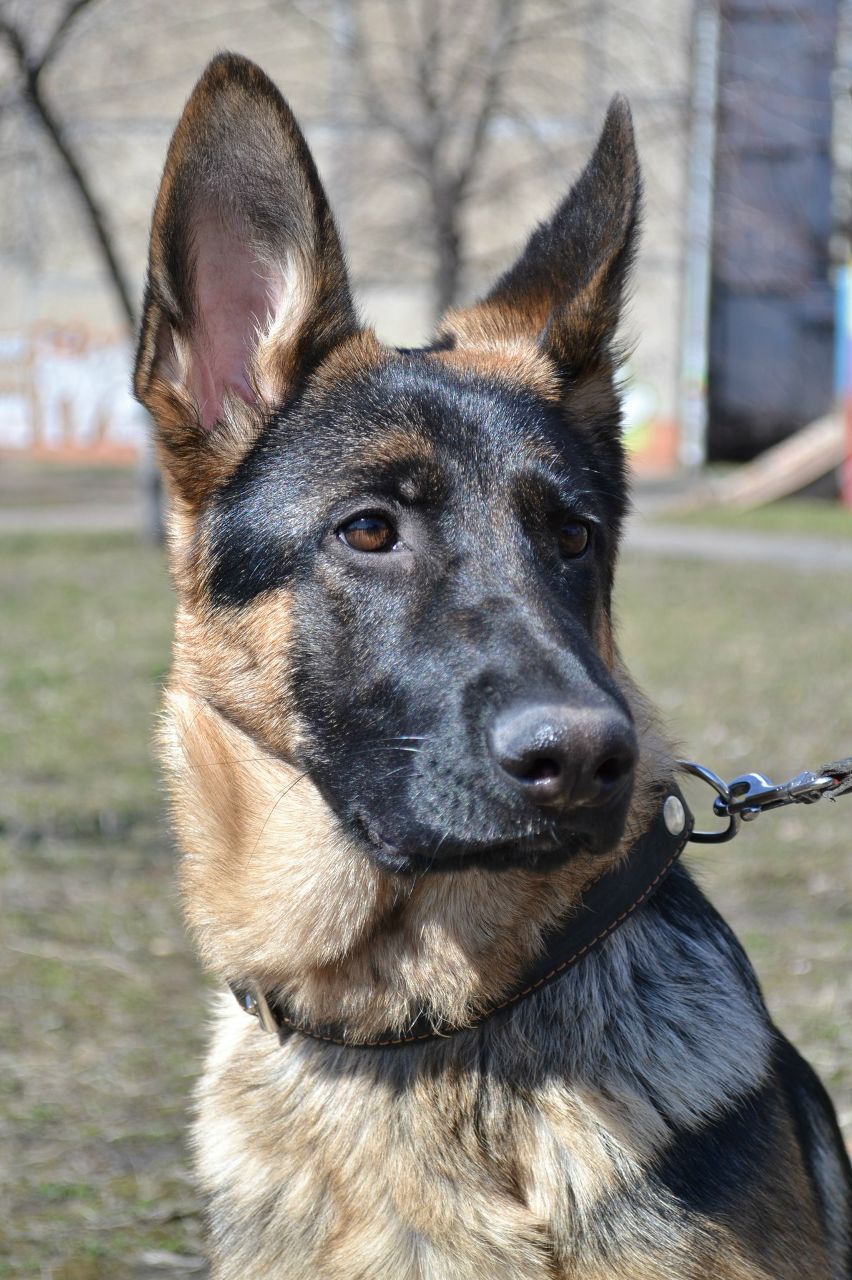 Влада Менжинская | Киев