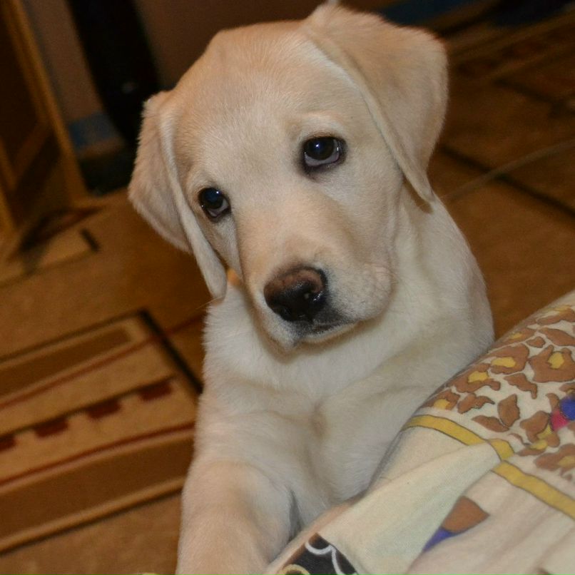 Виктор Дубский | 