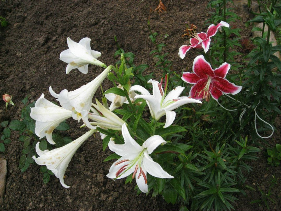 Евгения Рослякова | Санкт-Петербург