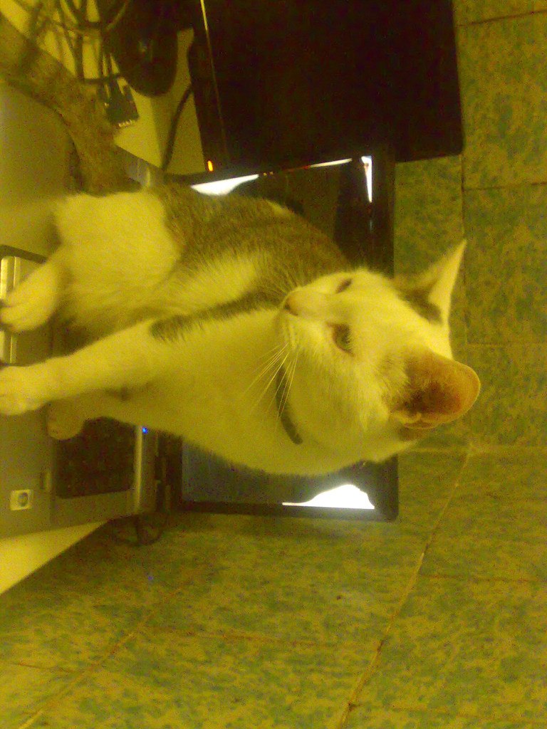 Тарлан Миркамиров Миркамирович | Санкт-Петербург