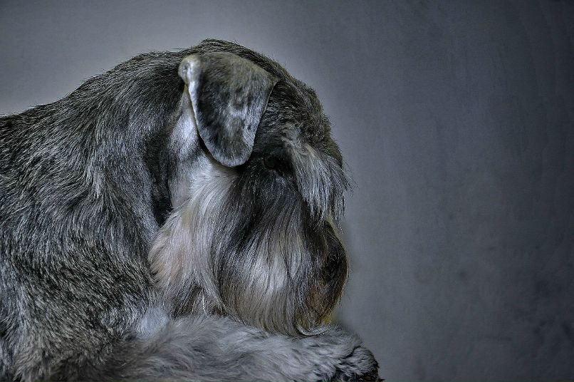 Елена Никитина | Санкт-Петербург