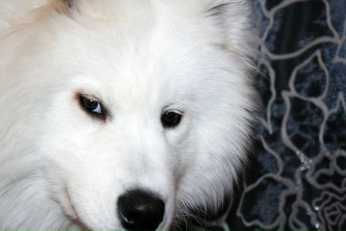 Катерина Свалова | 