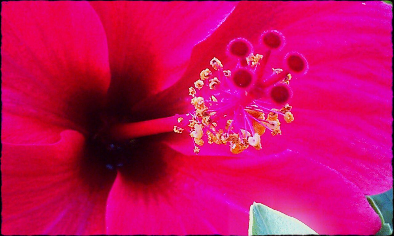 Dasha Hardisky | Dayton