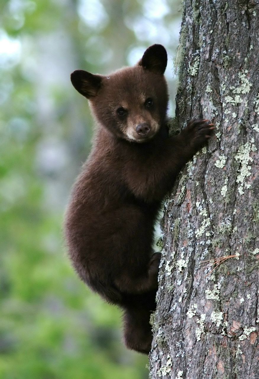 Михаил Романов | Москва