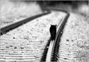 Фотография Кирилл Додин
