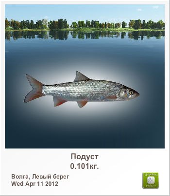 Алексей Виноградов | Санкт-Петербург