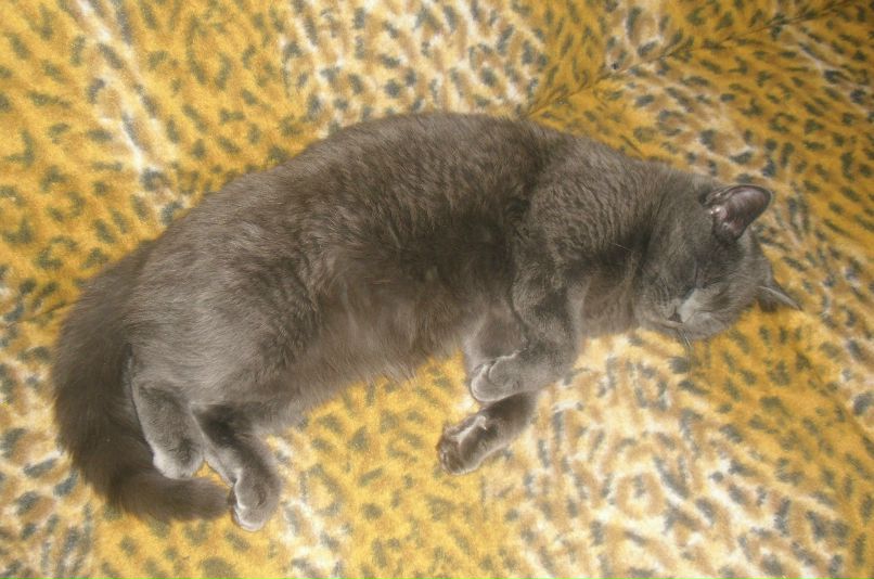 Света Касаткина | Лесной