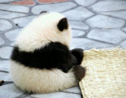 Парвиз Хасиев | 