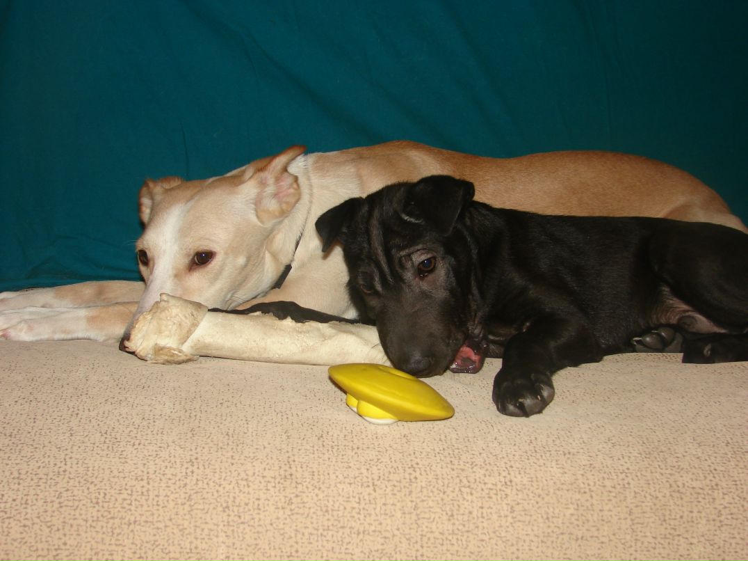 Екатерина Аратова Федоровна | Дубна