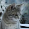 Аватар: Антон Пожар