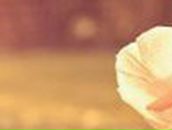 Близняшки С-д | Москва