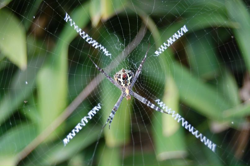 Василий Бляхарский | Киев