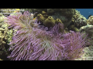 Bunaken Diving