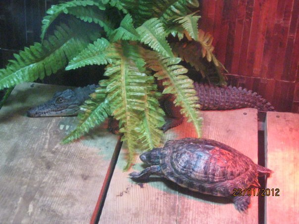 Марина Сахненко | Сумы