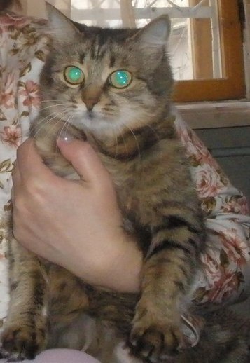 St Гема | Симферополь