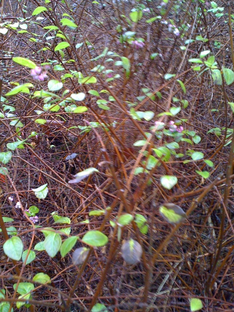 Maria Artsimovich | Bitterfeld-Wolfen