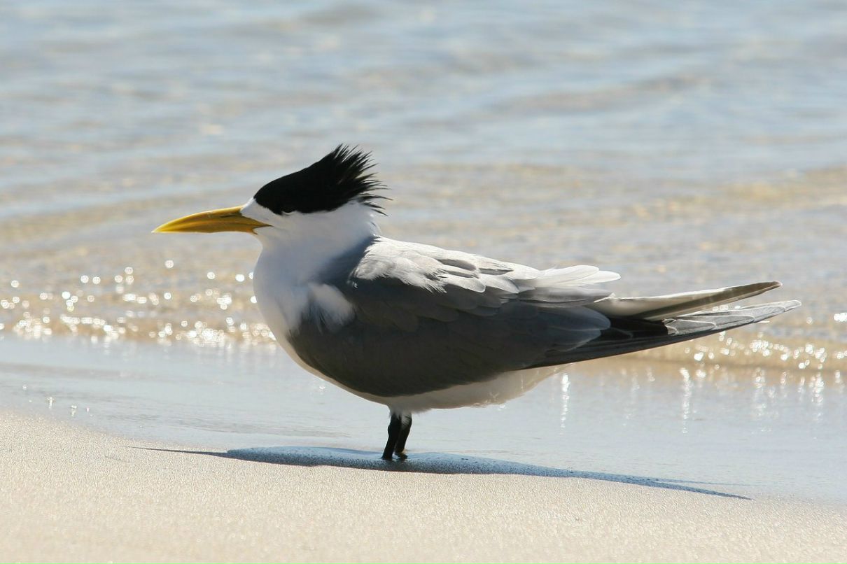 Andrei Maslennikov | 