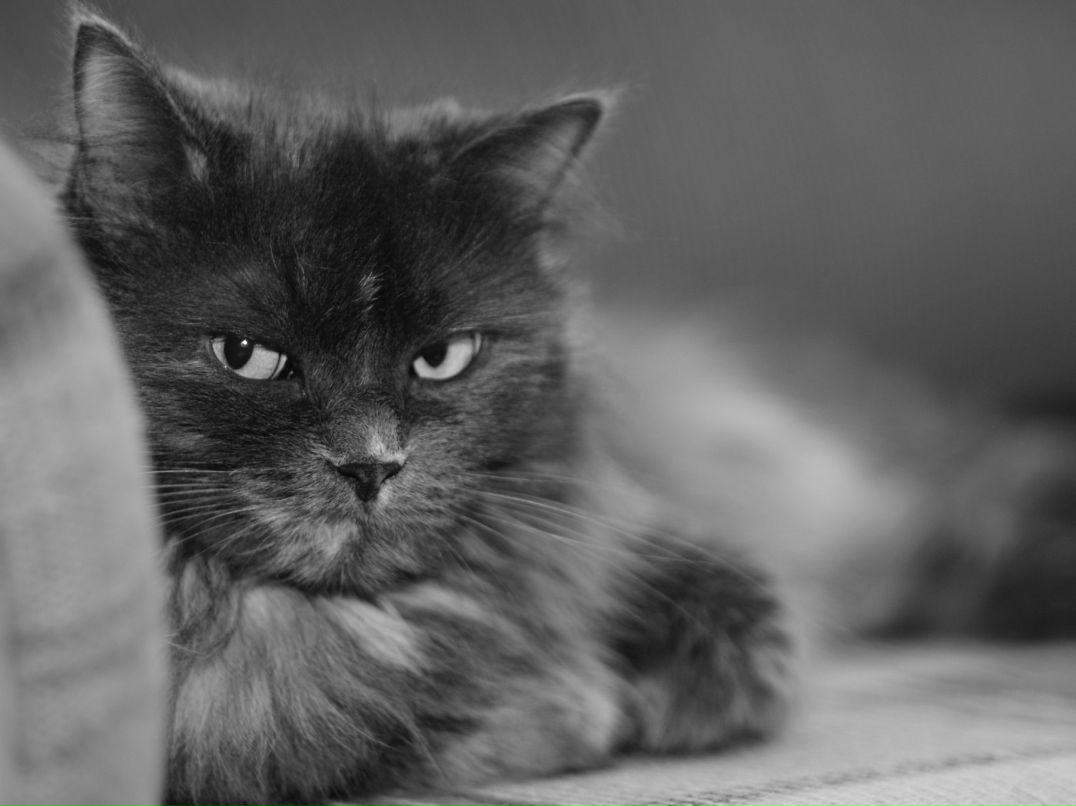 Ольга Деменева ♫ kamille | Челябинск