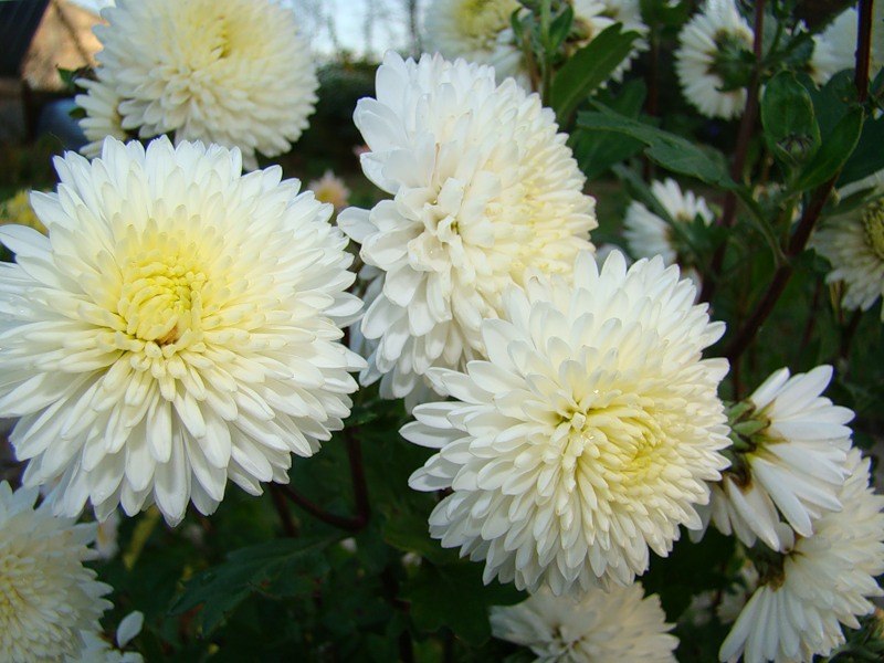 Елена Степанова | Воскресенск