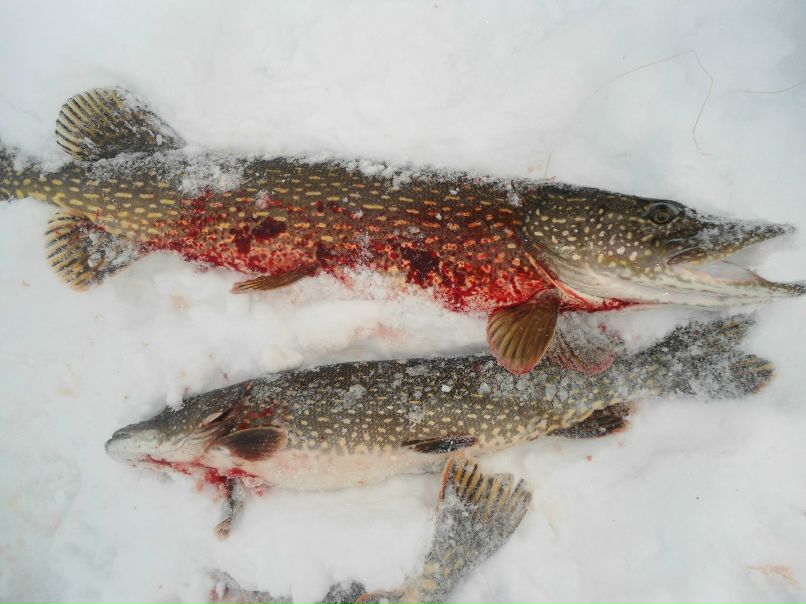 Ольга Кирпа | Боровичи