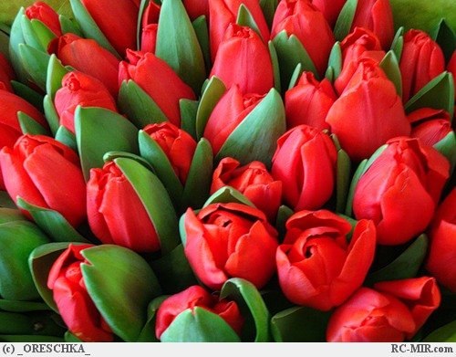 Аня Луценко | Вологда