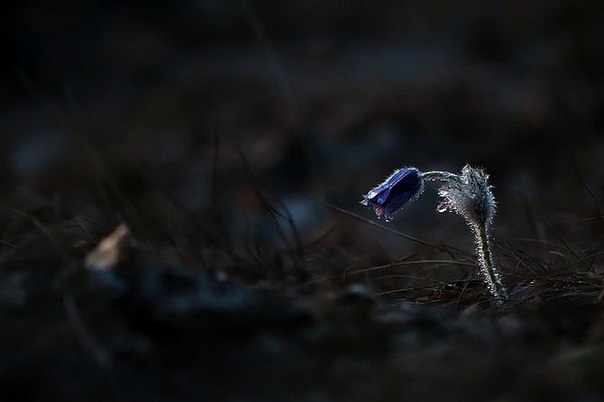 Алина Богданова | 