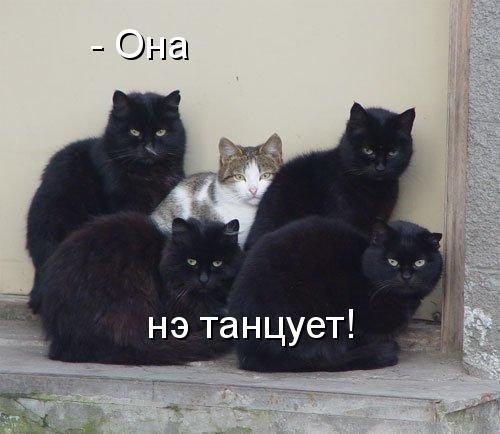 Оля Алексеенко | 