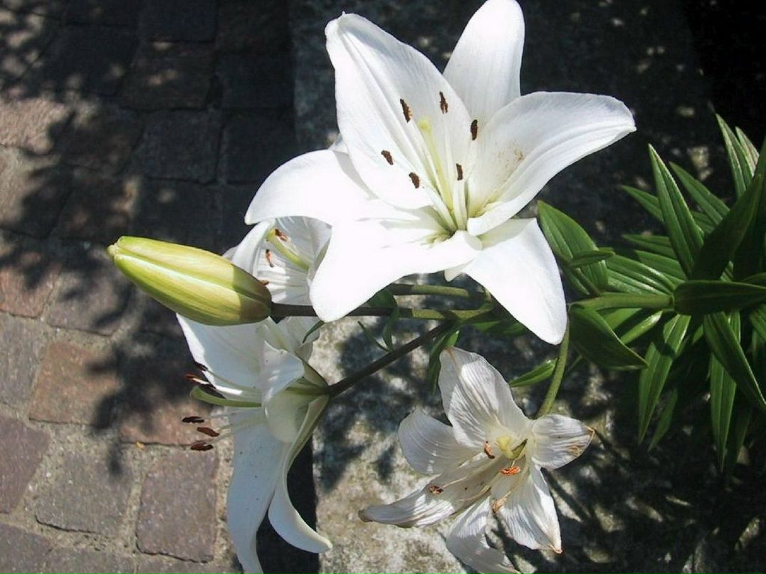 Ирина Мальцева | Новосибирск