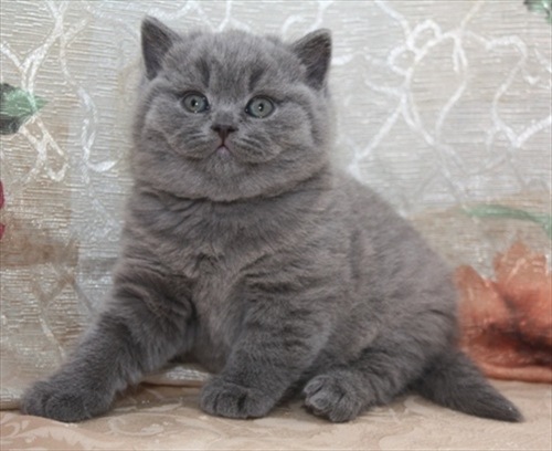 №33, Gocha Kublashvili, Кутаиси №33, Gocha Kublashvili, Кутаиси