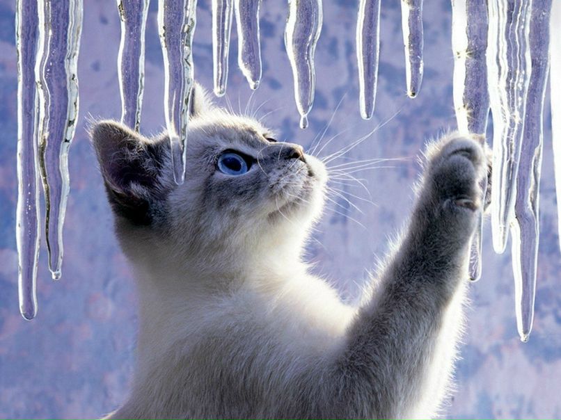 Яна Купневич | Киев