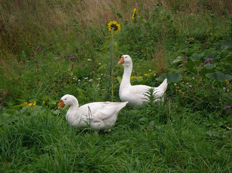 Ольга Маркелова | Санкт-Петербург