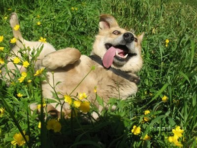 Михаил Алексеев | 