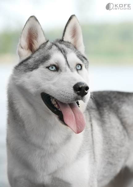 Артем Филоненко | Киев