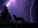Фотография Dark Wolfe